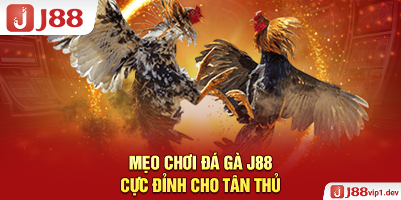 Mẹo Chơi Đá Gà J88 Cực Đỉnh Cho Tân Thủ